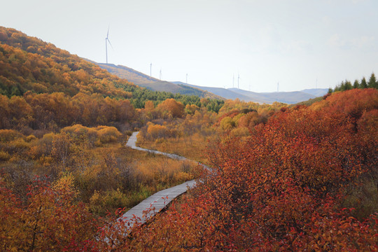 坝上七彩森林的梦幻金秋