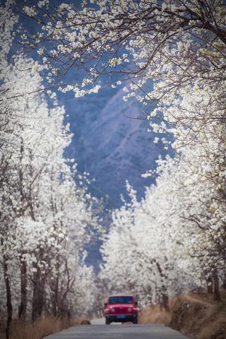 去金川，看中国最美梨花雪！