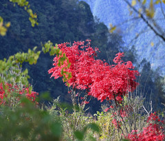 达州游记图片] 抓住秋天的尾巴，赏巴山大峡谷最美彩林！