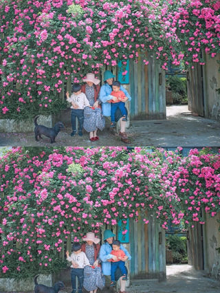 成都市区蔷薇花海观看指南,这6个地方颜值爆表,花海超美,这周就去!