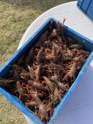 五一假期，来泉鹭山庄免费钓龙虾，它不香吗？