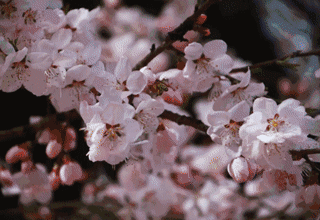 全域旅游进行时·汶川 | 咔嚓，定格你眼中的无忧四季