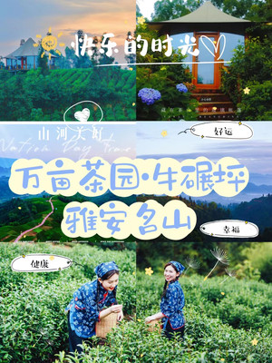 被茶香浸泡的一天|雅安名山&万亩茶山牛碾坪