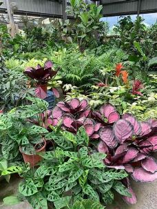 宝岛花园-花莲-流浪的心676