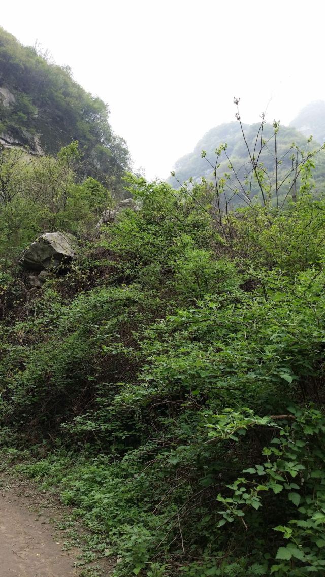 抱龙峪旅行图片 8