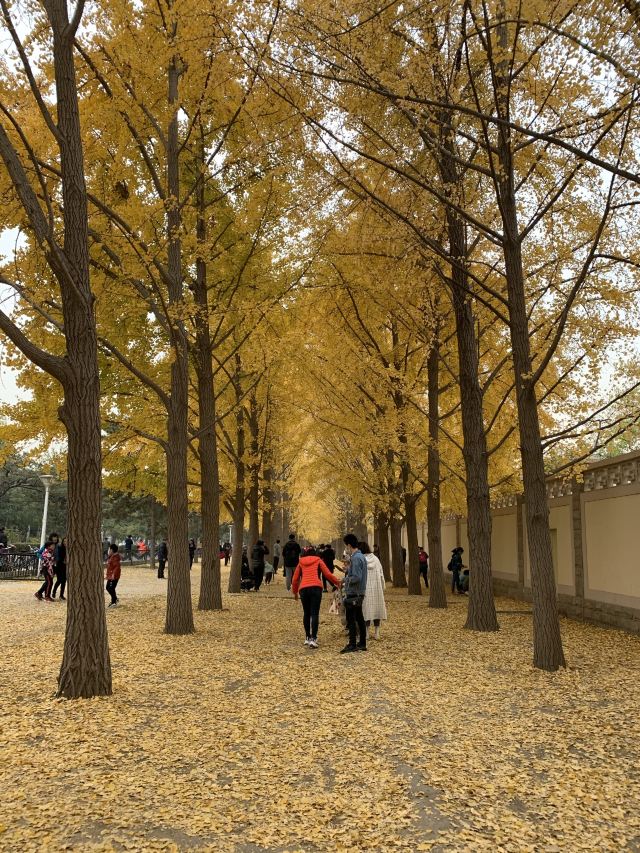 玉渊潭公园钓鱼台银杏大道旅行图片 1