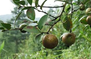 央视多台上榜的信阳山茶油究竟有何魅力?看完下文你就明白了