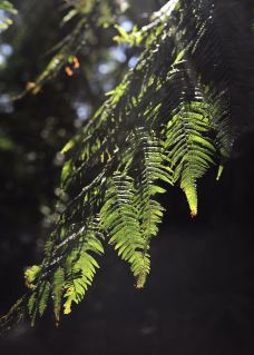 素贴山国家公园-清迈-小小呆60