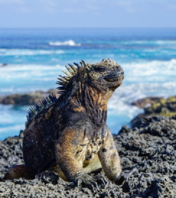 加拉帕戈斯省游记图文-旅行攻略丨加拉帕戈斯群岛