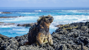 厄瓜多尔游记图文-旅行攻略丨加拉帕戈斯群岛