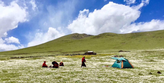 不去蒙古新疆，四川甘孜玉科大草原夏季也能看到浩瀚的花海