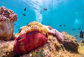 三亚蜈支洲岛一日游（普通大团）【纯玩无购物】