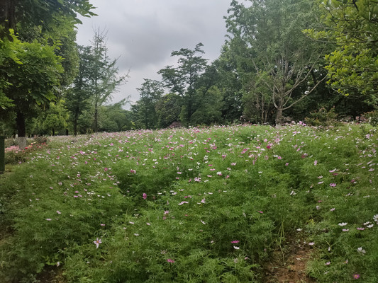 波斯菊,经风历雨的坚强