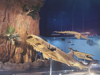 周庄的随处惊喜——生命奥秘博物馆