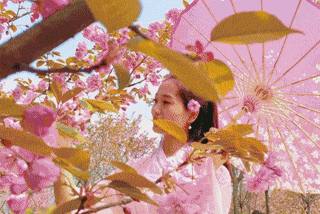 当天来回！赏花海盛宴，阿坝州这座无忧小城春色来了！