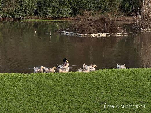 梅林湿地公园