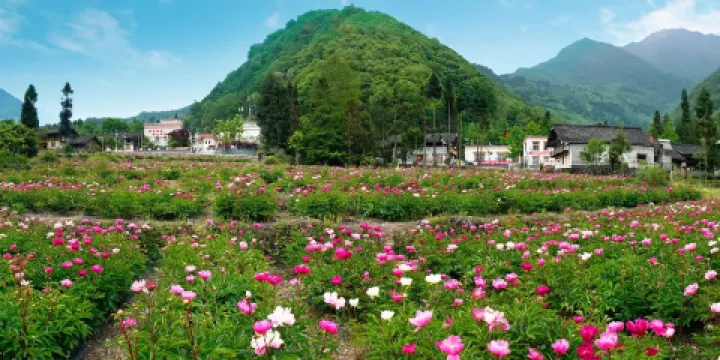 原香國際香草園-薰衣草花田