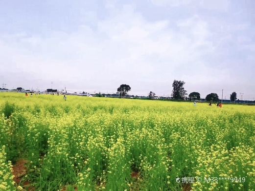 葵花小镇