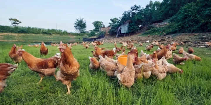 報福生態養雞場