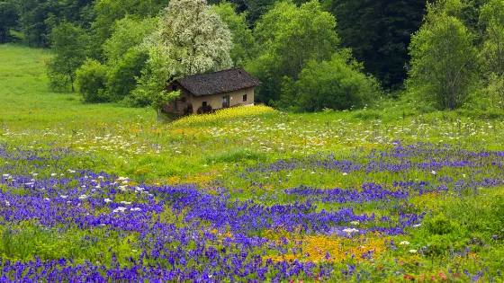 高山花園