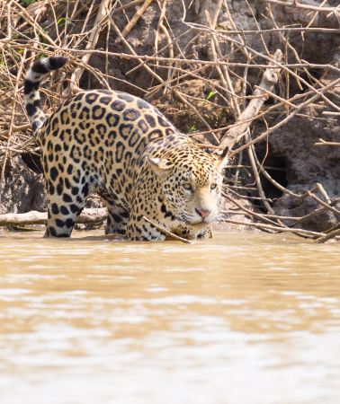 6D5N • Brazil, Cuiaba, Pantanal, Transpantaneira Highway, Porto Jofre, Meeting of the Waters State Park