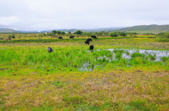 红原游记图片] 八月｜又仙又野的避世之地 在这邂逅红原的星空