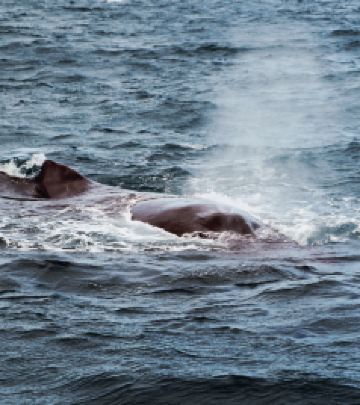 赫维湾游记图文-观鲸之旅 — Hervey Bay