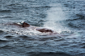 赫维湾游记图文-观鲸之旅 — Hervey Bay