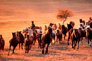 乌兰布统草原上演金秋“万马奔腾”，上千快门同时响起，震撼！