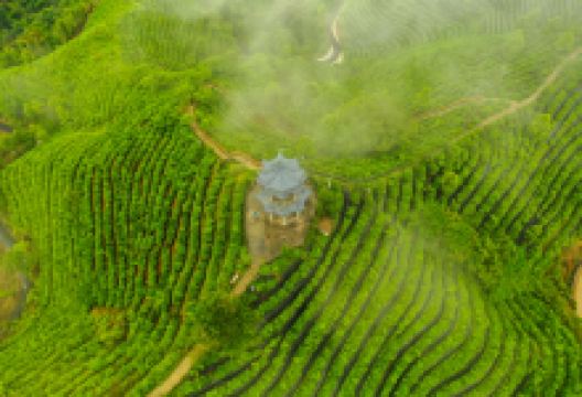 茶山金字塔景点图片