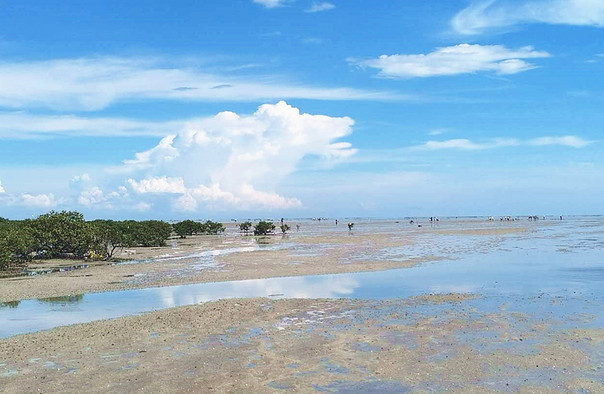 红树林赶海娃