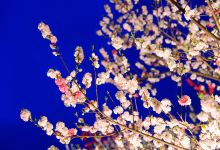 日本桥人形町景点图片