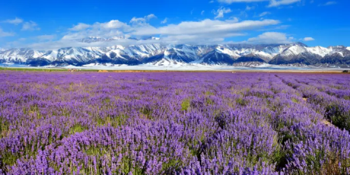 解憂公主薰衣草園