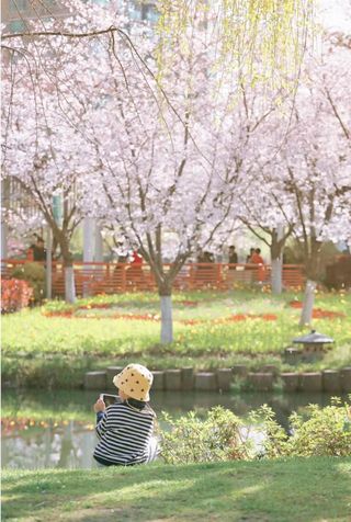 宁波赏樱,这三个不可错过的宝藏胜地,即将开启一波赏樱狂欢季