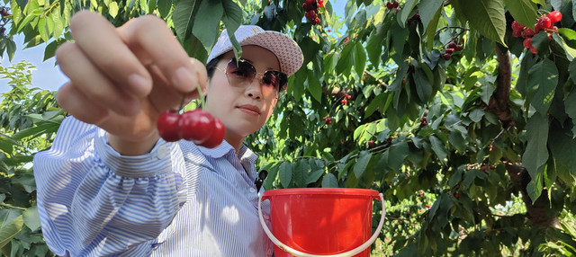 又到5月采摘季，仙女们赶紧来摘樱桃吧，吃樱桃可是有美容功效呦