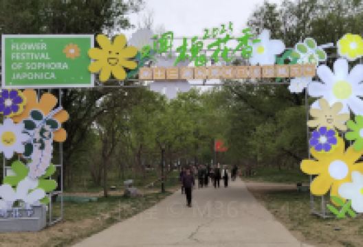 孤岛万亩槐林景点图片