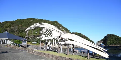 太地町立鯨魚博物館