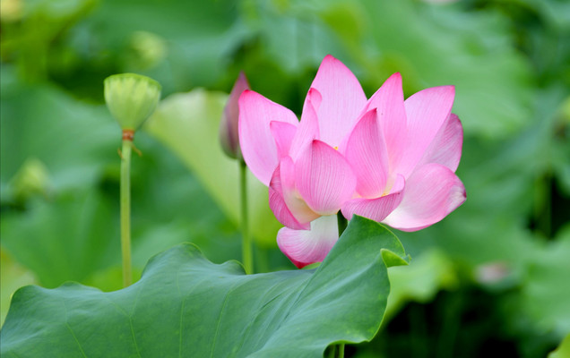 独守高洁--清静花开