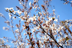 浦城游记图片] 浦城，带你静赏一场花落的淡然花开的绚烂。！！！