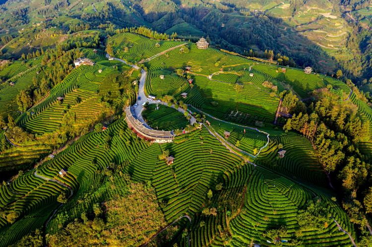 布央茶山旅游区