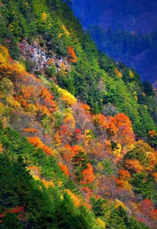 红火撩人!阿坝州20处最佳赏秋地出炉,赶紧收藏!