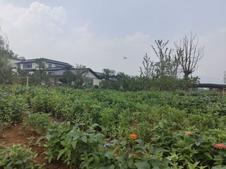 百日草,花开百日不含糊