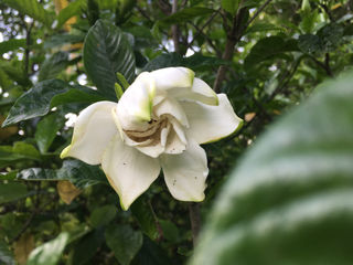 栀子花,盛夏嗅得栀花香