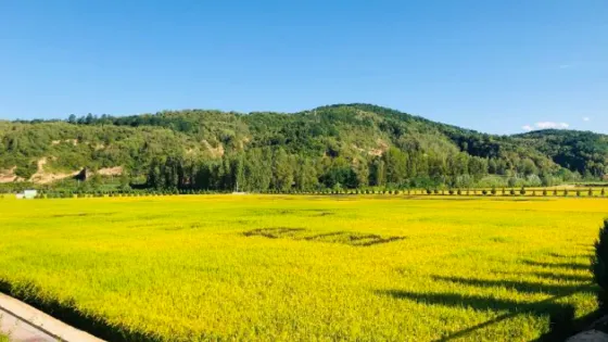 南泥灣風景區濕地公園景點