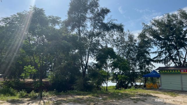 红树林合家欢赶海