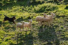 瓦尔特峰高原农场-皇后镇