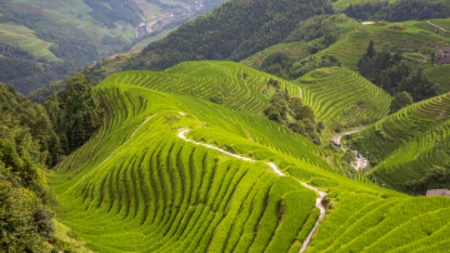 龍脊梯田風景名勝區-平安寨梯田