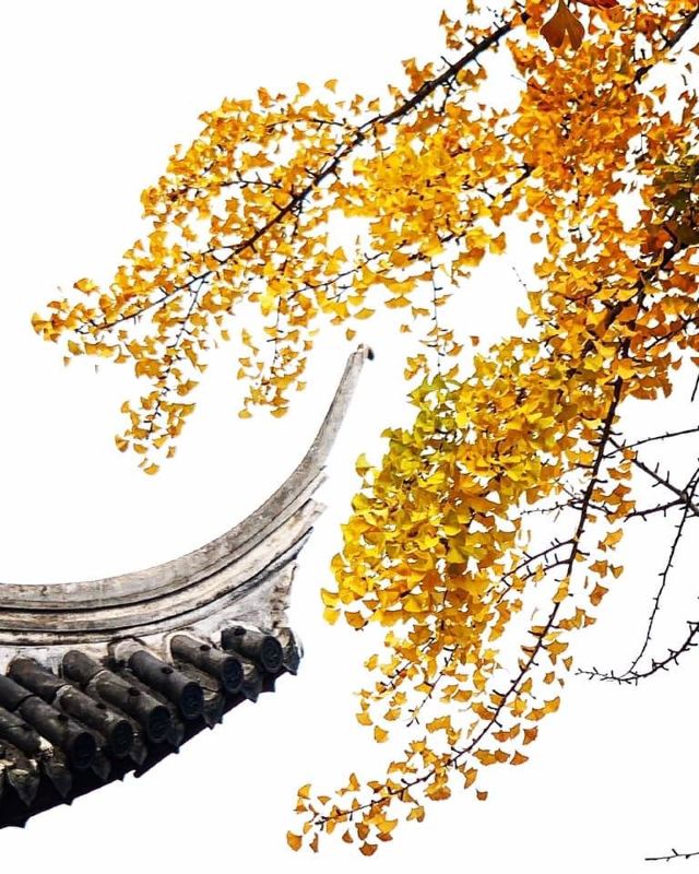 龙华塔旅行图片 1