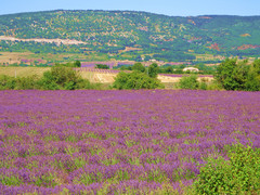 普罗旺斯游记图片] 普罗旺斯浪漫薰衣草，一生至少要去一次