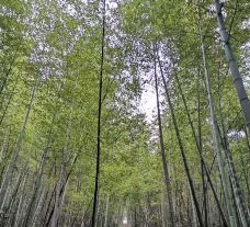 大围山国家森林公园-浏阳-gz伊妹儿